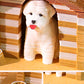 Cute Pet Dog Cottage 3D Memo Pad